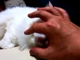 cat continues sleeping even if it touches♥funny cat faces♥funny cats videos kitty cats cute caturday