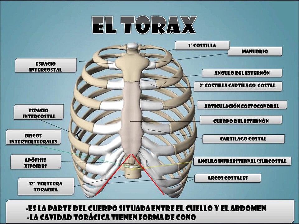 El torax y su esqueleto