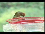 Wild Birds Unlimited - Decorative Window Hummingbird Feeder