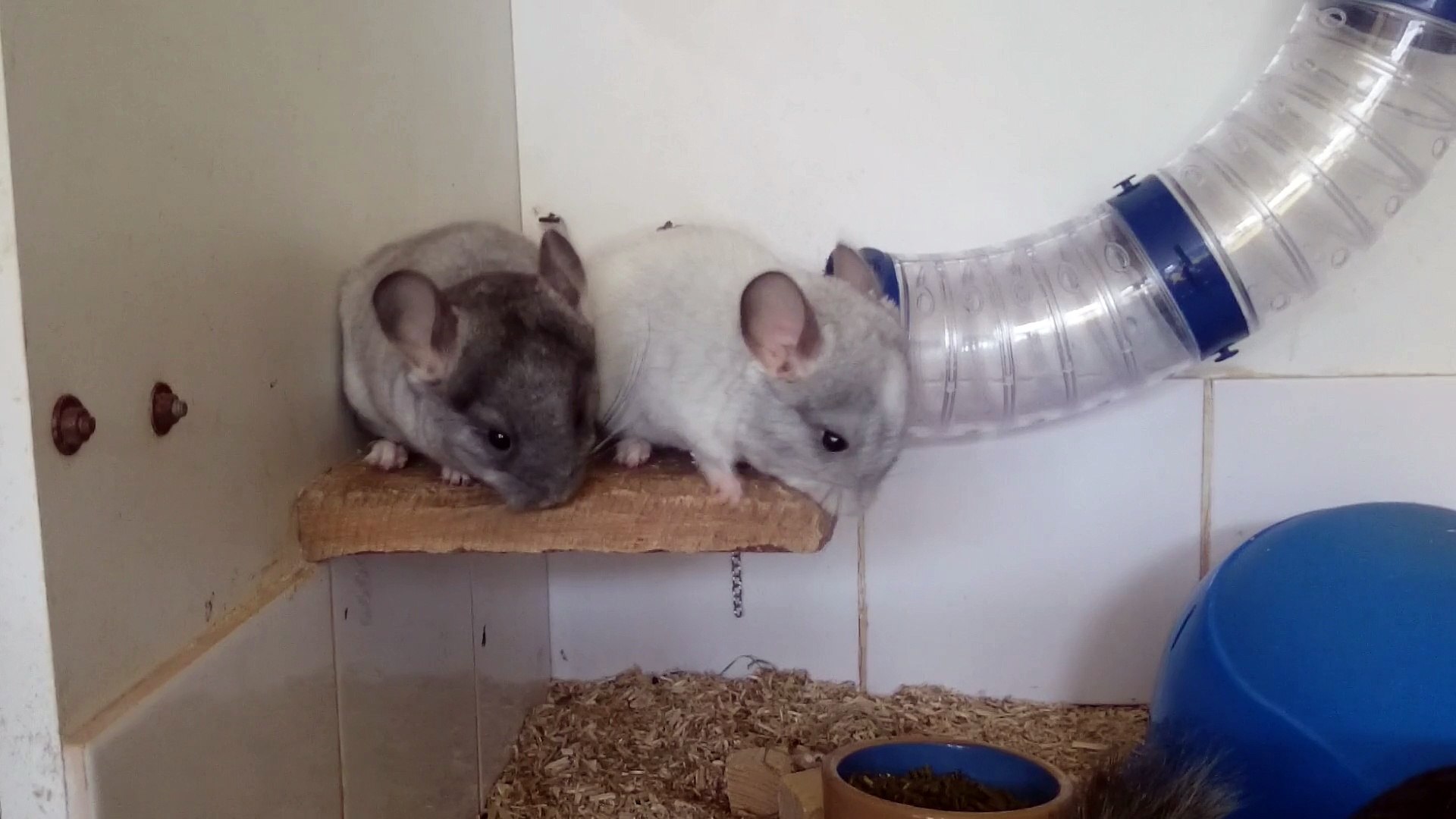 Les Bebes Chinchillas 1 Mois Et Demi Video Dailymotion