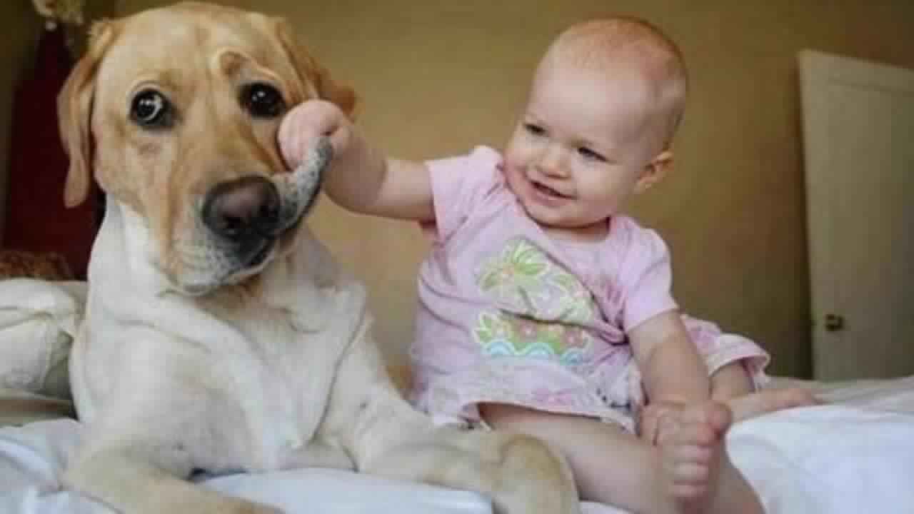 CUANDO LOS PERROS Y BEBÉS CHOCAN