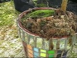 BONSAI NEW EASY METHOD # 105-SURFACE MOSS-ACACIA AND BALD CYPRESS