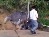 avestruz poniendo huevo