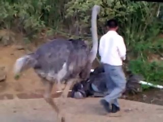 avestruz poniendo huevo