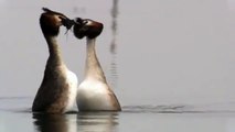 Wildlife: Tanzende Haubentaucher