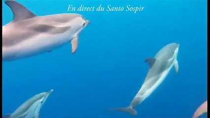 Les dauphins bleu et blanc à l'étrave du Santo Sospir !