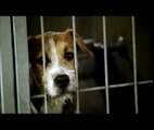 Mary Grace: Adopted dog - Pedigree Dog Adoption Drive Commercial