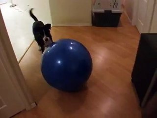 Lucy Playing Treibball (herding ball or push ball) in the house