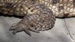 Australian Freshwater Crocodile, Johnston's Crocodile (Crocodylus johnsoni) / Australien Krokodil