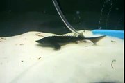 Sturgeon eating blood worms