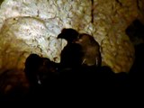 Oilbird - Steatornis caripensis - Guácharo - PNN Cueva de los Guacharos