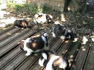 M2U00718bébés de Geishah Shah Abbas et Gia-Dhin Shah Abbas 2015