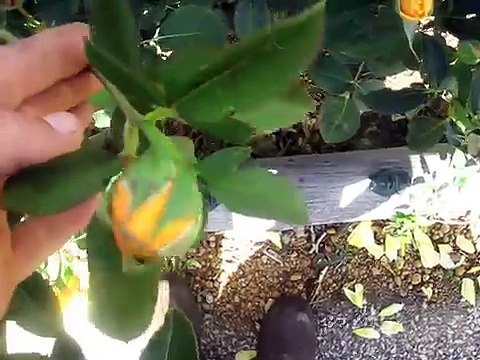 Rose budding, how to bud or graft a rose bush.