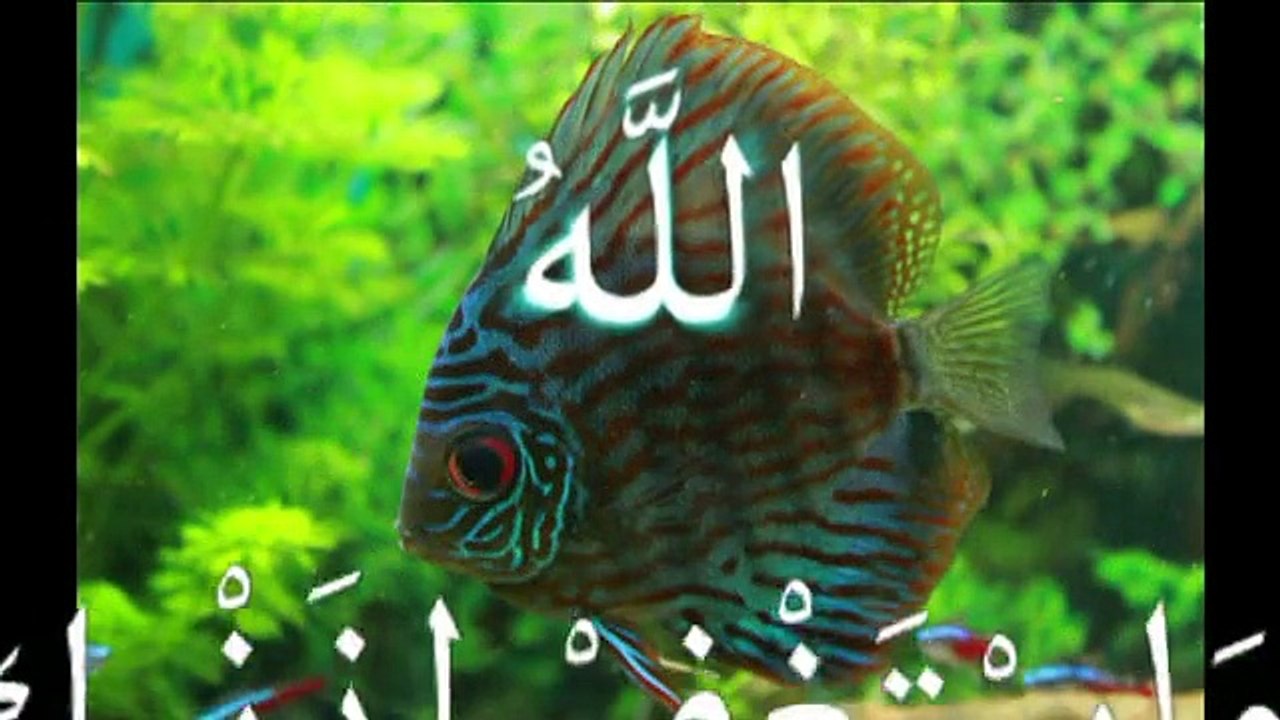 Les Miracles d'allah . Que Personne Ne Peut Nier.معجزة الله في الكون