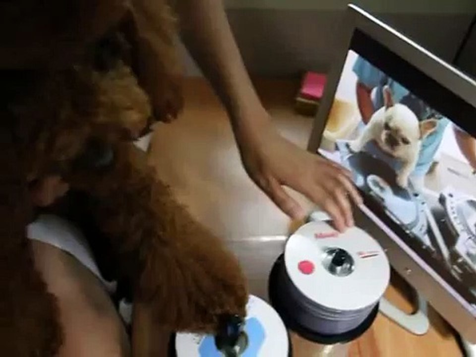 DJ MAMA and DJ Poodle scratch duet DJ doggy.MOV