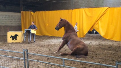 La cascade des animaux, spectacle équestre de Serge Pinel