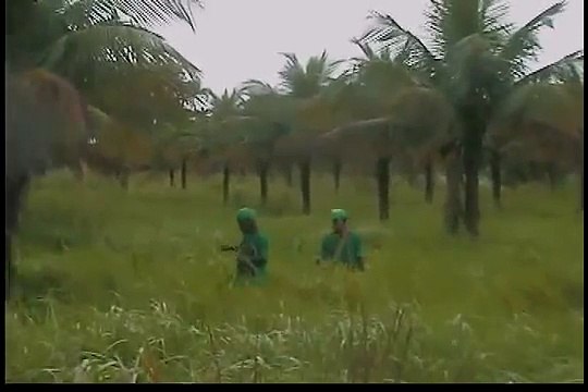 ThyssenKrupp DESMATAMENTO / Die Entwaldung in Brasilien / ThyssenKrupp CSA deforestation