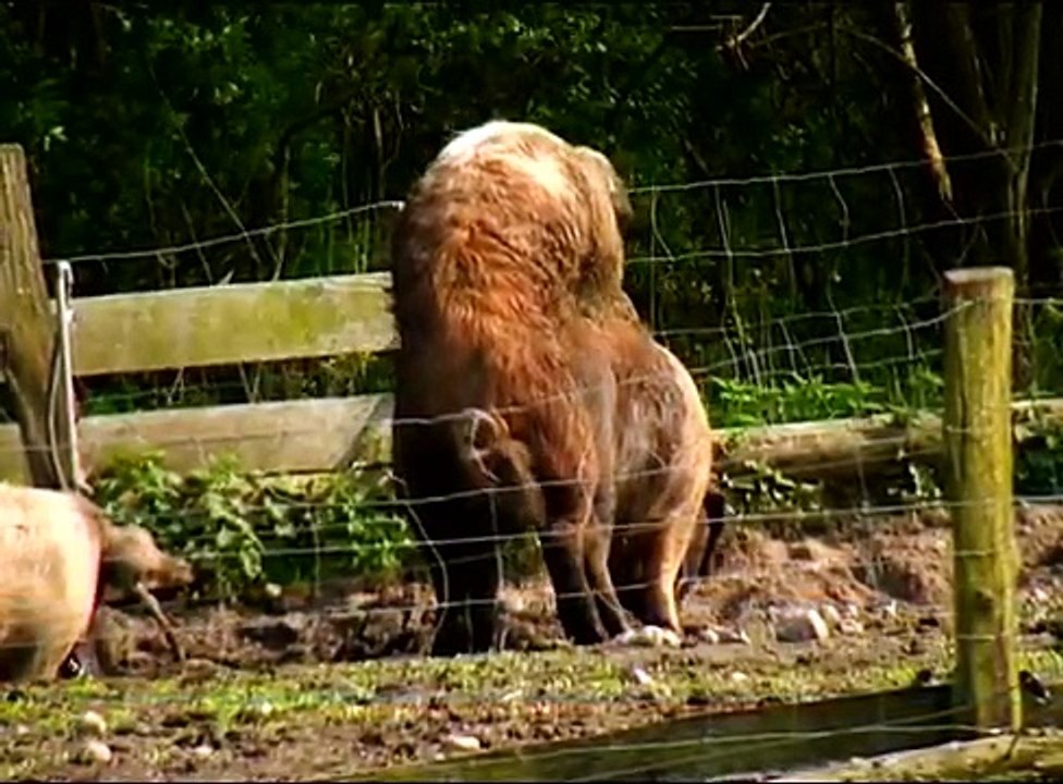 Schweinesex und glückliche Ferkel