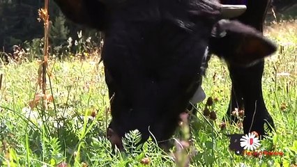 Présentation du label Fleur d'Hérens