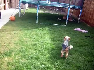 Tibetan Spaniel And Yorkshire Terrier Playing