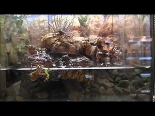 Basic Fire Belly Toad Information