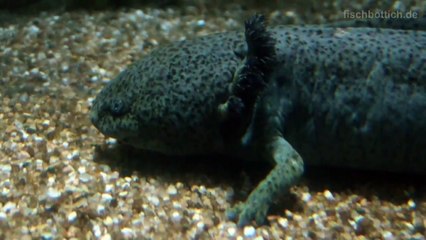Axolotl Aquarium [HD]