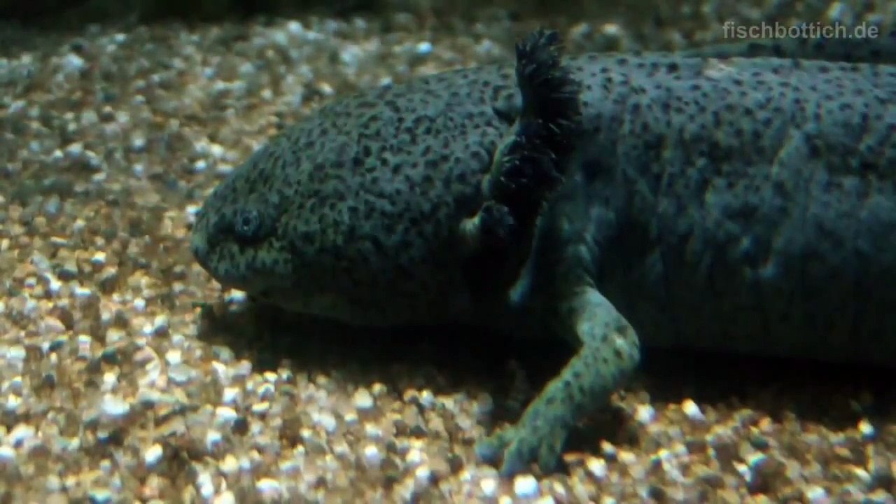 Axolotl Aquarium [HD]