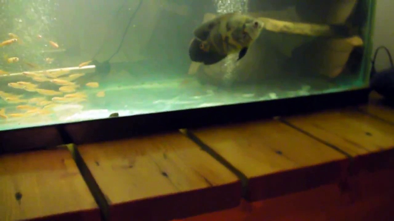 Our 8 Oscar Fish With Minnow Feeders, Using 2 Fluval FX5 Filters, 2 Whisper 100 Air Pumps