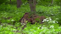 Cute Baby New born Wild Boar Piglets