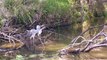 Grey Heron swallowing a fish at Lake Panic - Kruger National Park