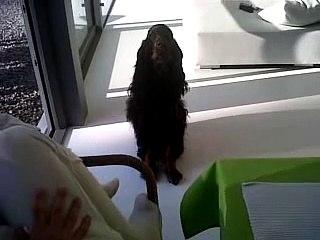 Gordon Setter - Seter Szkocki - talking dog