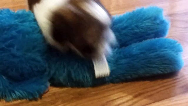 Bella - Shih Tzu 8 weeks old puppy! Adorable!!! cute!!!