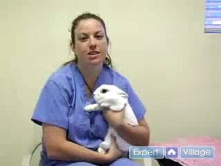 Pet Rabbit Care : Buying Your Pet Rabbit