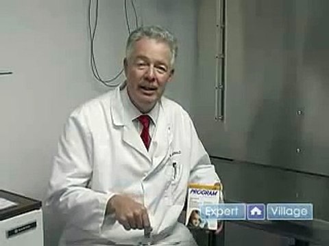 How to Control Ticks & Fleas : Tips on Program Flea Control