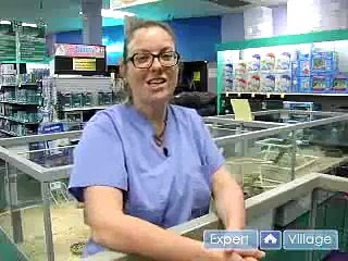 How to Care For a Ferret : Pet Ferret General Care