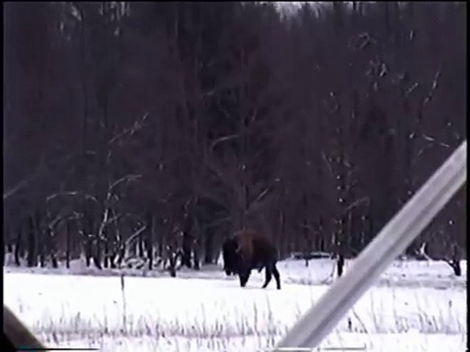 buffalo, ram and elk