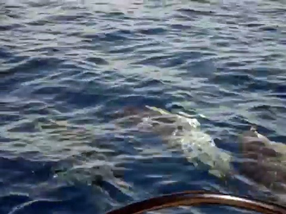 incontro con i delfini nel mare di altavilla milicia