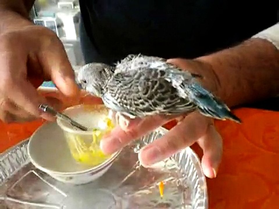 Titi  perruche EAM 26 jours repas cuillère