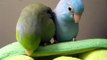 3 Peas in a Pod Parrotlets: And then there were two...