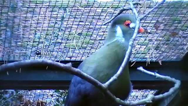 white cheeked turaco singing