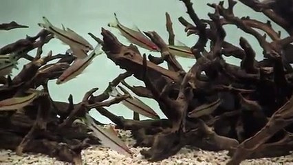 Montagem plantado ADG -- Aquarium Design Group