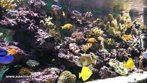 500 gallons reef aquarium