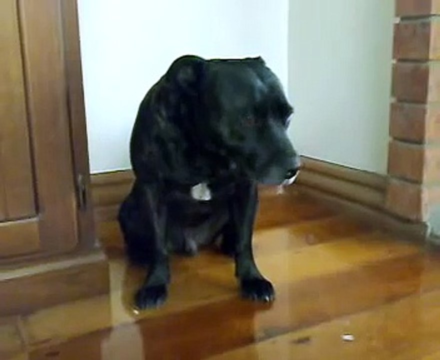 Chips Naughty Staffy Corner