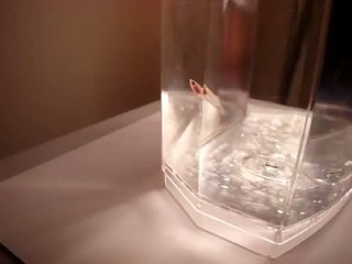 Betta Baby one mounth old