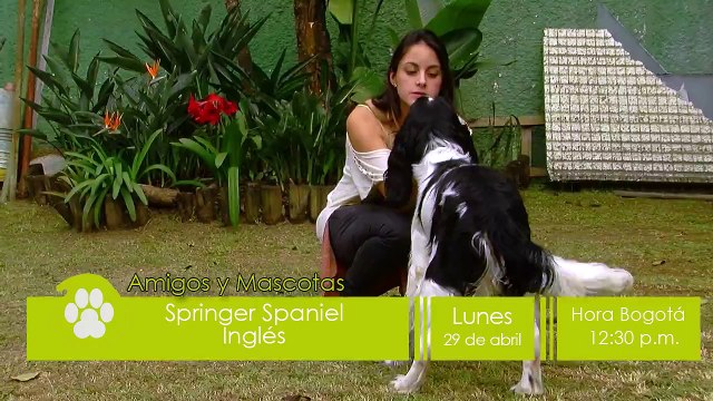 PROMO SPRINGER SPANIEL INGLES