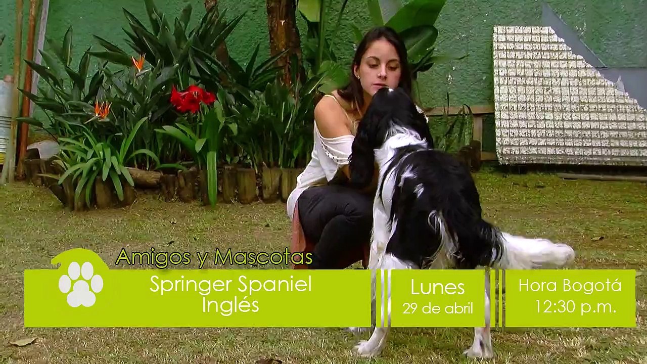 PROMO SPRINGER SPANIEL INGLES