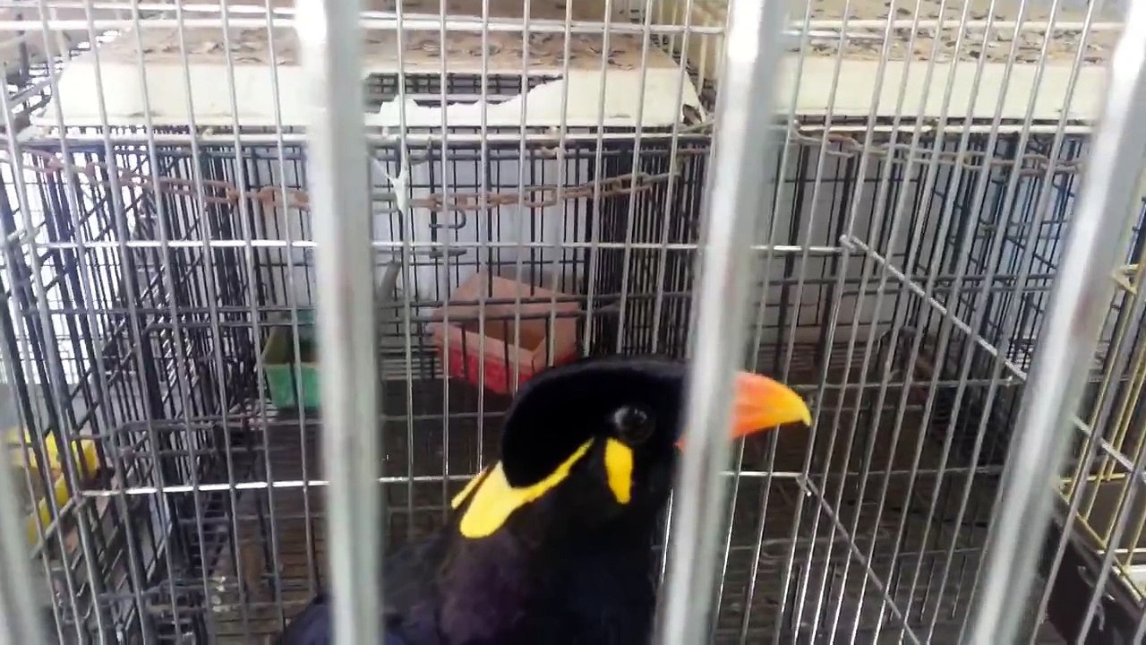 Myna Bird Sing & Make a Weird Voices