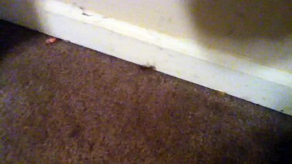 Weird Bug in My House