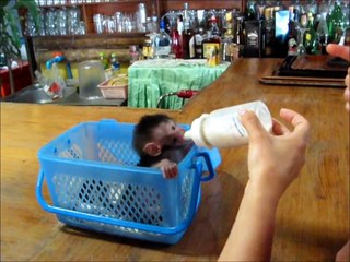 Tiny Cute Baby Monkey - Koh Phaluai, Thailand 2012