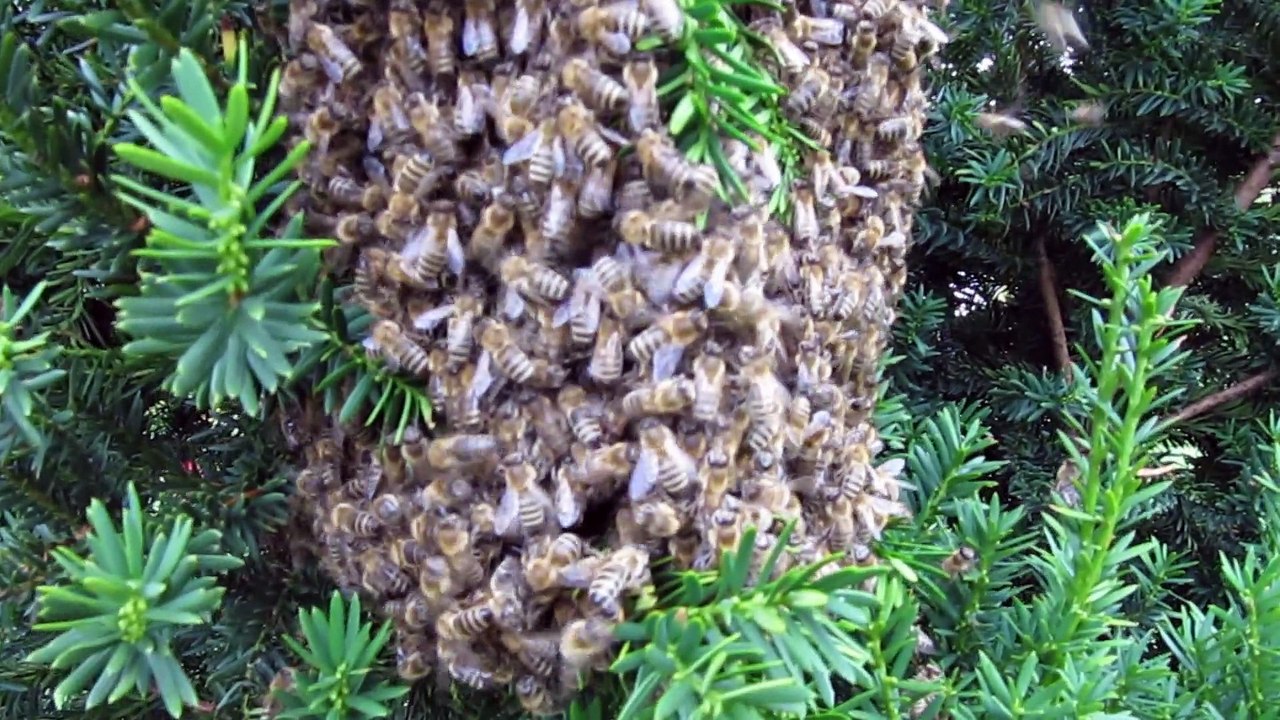 Wilde Bienen stören beim Kaffee